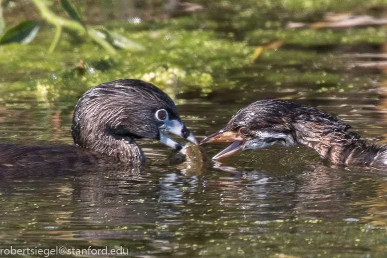 emily renzel wetlands